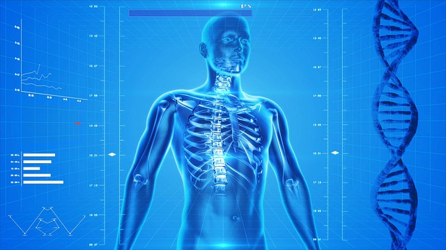 TN-human-skeleton-body 人体