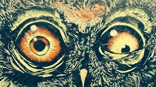 buho-owl-eyes-crazy