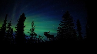 xmas-dark-forest 森